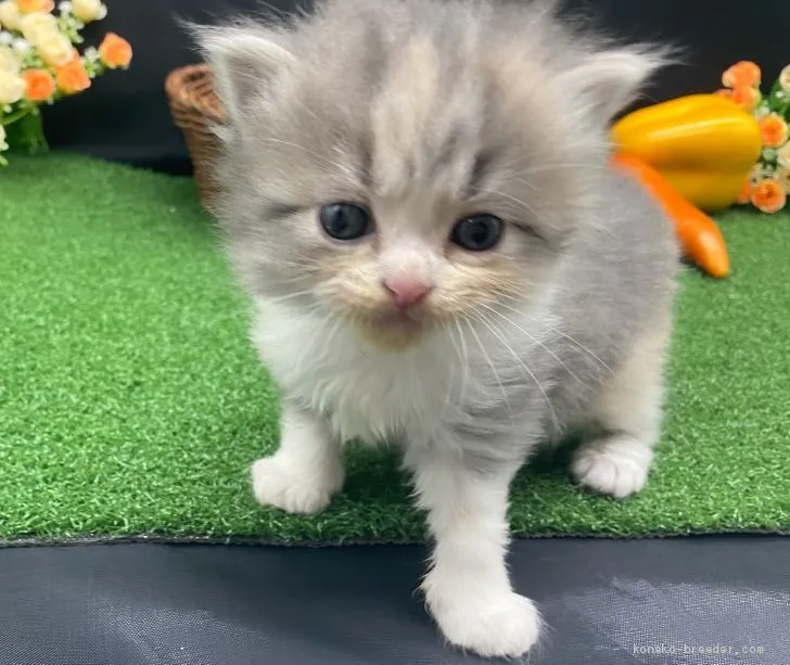 ID：2101-00917の子猫