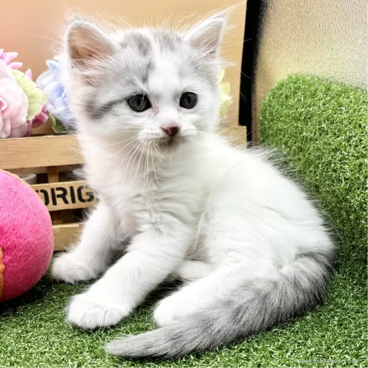 ID:2408-00915の子猫