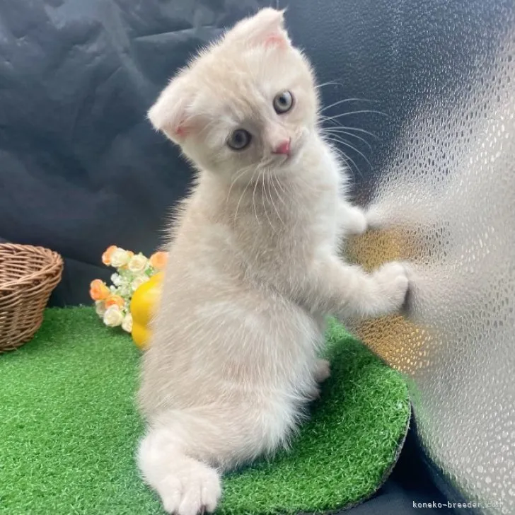 ID：2308-02913の子猫