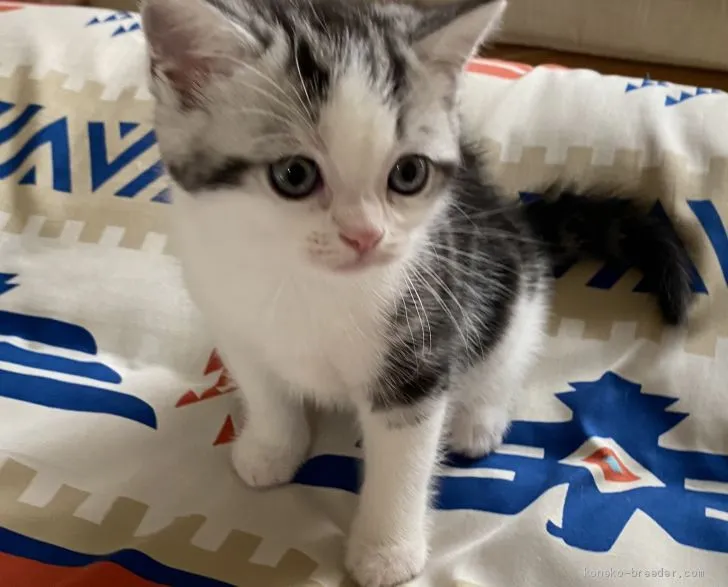 ID：2010-01212の子猫