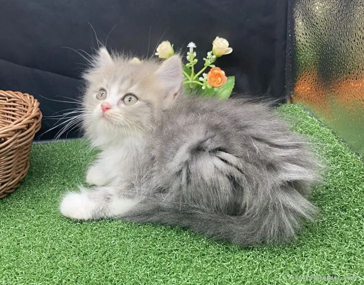 ID：2108-00770の子猫