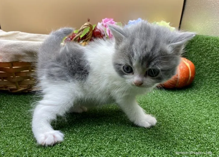 ID：2103-00463の子猫