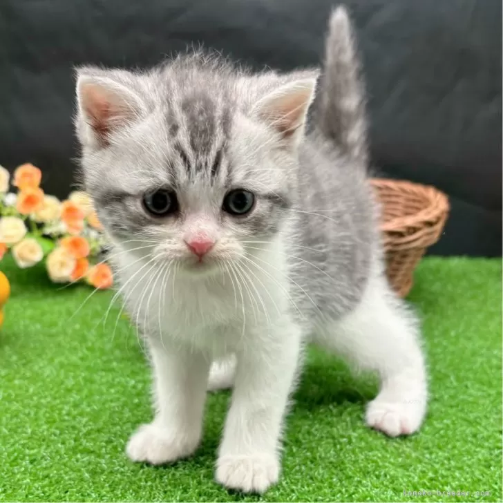 ID：2401-01148の子猫