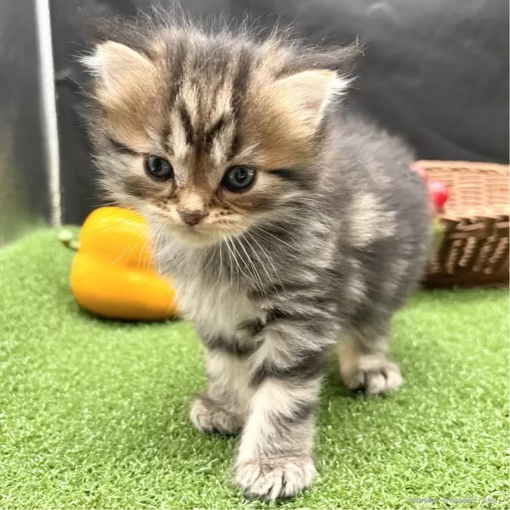 ID：2409-01445の子猫