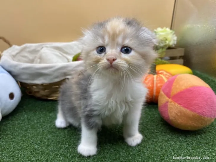 ID：2007-00707の子猫