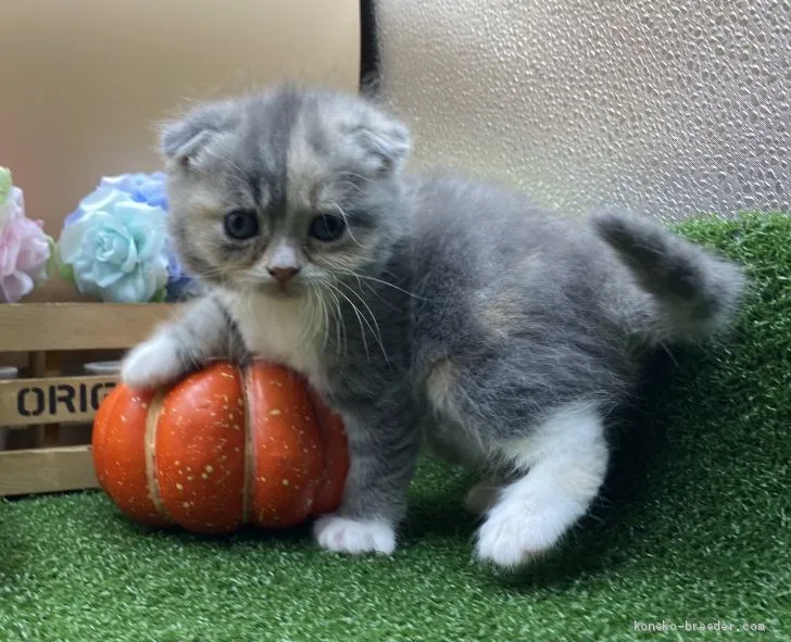 ID：2012-00427の子猫