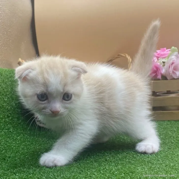 ID：2308-01737の子猫