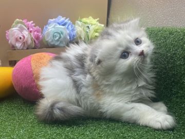 スコティッシュフォールド(折れ耳)【兵庫県・女の子・2021年7月21日・ダイリュートキャリコ（中毛）】の写真「物怖じしない、おっとりさんです☆」