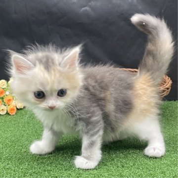 スコティッシュフォールド(立ち耳)【兵庫県・女の子・2023年6月18日・キャリコ（中毛）】の写真「物怖じしない、おっとりさんです！」