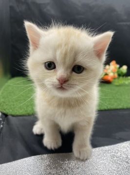 スコティッシュフォールド(立ち耳)【兵庫県・男の子・2021年10月18日・クリームタビー（短毛）】の写真「物怖じしない、おっとりさんです！」