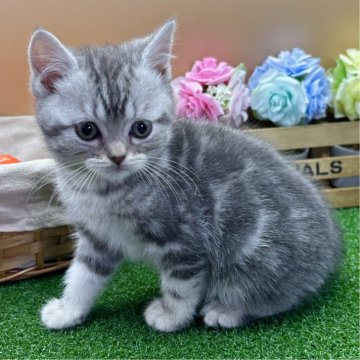 スコティッシュフォールド(立ち耳)【兵庫県・男の子・2023年12月4日・シルバータビー（短毛）】の写真「物怖じしない、おっとりさんです！」