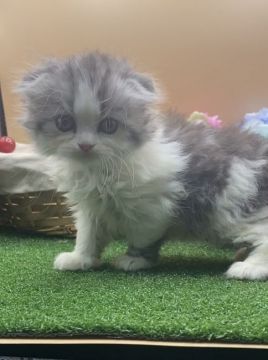 スコティッシュフォールド(折れ耳)【兵庫県・男の子・2021年7月21日・ブルータビー&ホワイト（中毛）】の写真「物怖じしない、おっとりさんです☆」