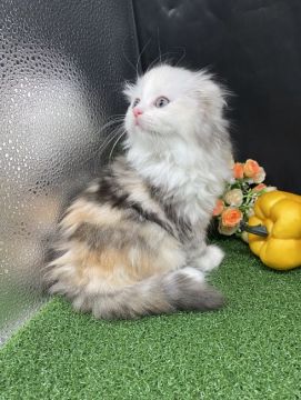 スコティッシュフォールド(折れ耳)【兵庫県・女の子・2021年11月20日・キャリコ（中毛）】の写真「物怖じしない、おっとりさんです☆」