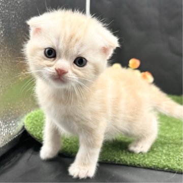 スコティッシュフォールド(折れ耳)【兵庫県・男の子・2024年10月2日・クリームタビー（短毛）】の写真「物怖じしない、おっとりさんです！！」