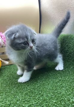 スコティッシュフォールド(折れ耳)【兵庫県・男の子・2021年9月5日・ブルータビー&ホワイト（短毛）】の写真「物怖じしない、おっとりさんです！」