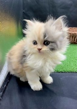 スコティッシュフォールド(立ち耳)【兵庫県・女の子・2022年1月17日・キャリコ（長毛）】の写真「物怖じしない、おっとりさんです☆」