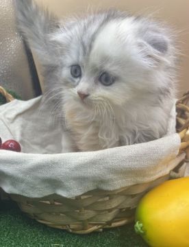 スコティッシュフォールド(折れ耳)【兵庫県・女の子・2021年7月21日・ダイリュートキャリコ（中毛）】の写真「物怖じしない、おっとりさんです！」