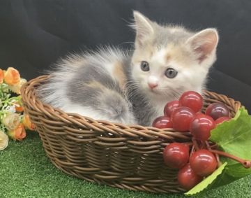 スコティッシュフォールド(立ち耳)【兵庫県・女の子・2021年7月12日・ダイリュートキャリコ（短毛）】の写真「物怖じしない、おっとりさんです☆」