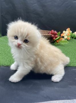 スコティッシュフォールド(折れ耳)【兵庫県・男の子・2021年10月18日・クリームタビー（中毛）】の写真「物怖じしない、おっとりさんです！」