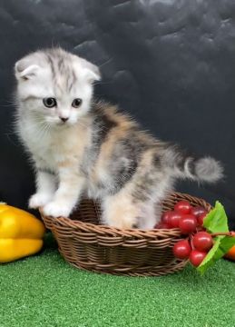 スコティッシュフォールド(折れ耳)【兵庫県・女の子・2021年11月20日・キャリコ（短毛）】の写真「物怖じしない、おっとりさんです☆」