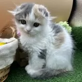 スコティッシュフォールド(折れ耳)【兵庫県・女の子・2023年11月28日・ダイリュートキャリコ】の写真1「1/20撮影」