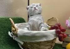 スコティッシュフォールド(折れ耳)【兵庫県・女の子・2020年8月14日・ダイリュートキャリコ】の写真1