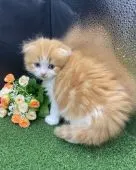 スコティッシュフォールド(折れ耳)【兵庫県・男の子・2021年4月22日・レッドタビー&ホワイト】の写真1「5/26撮影」