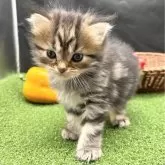 スコティッシュフォールド(立ち耳)【兵庫県・男の子・2024年8月11日・ブラウンタビー】の写真1