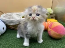 スコティッシュフォールド(折れ耳)【兵庫県・女の子・2020年5月31日・ダイリュートキャリコ】の写真1