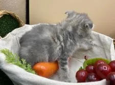 スコティッシュフォールド(折れ耳)【兵庫県・女の子・2020年8月14日・ダイリュートキャリコ】の写真2