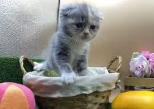 スコティッシュフォールド(折れ耳)【兵庫県・女の子・2020年11月3日・ダイリュートキャリコ】の写真2「12/6撮影」