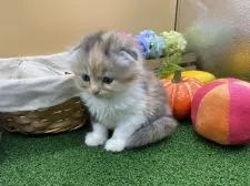 スコティッシュフォールド(折れ耳)【兵庫県・女の子・2020年5月31日・ダイリュートキャリコ】の写真2