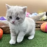 スコティッシュフォールド(立ち耳)【兵庫県・女の子・2024年2月2日・クリームタビー&ホワイト】の写真3