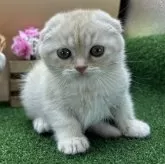 スコティッシュフォールド(折れ耳)【兵庫県・女の子・2023年11月28日・クリームタビー】の写真3「1/20撮影」