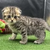 スコティッシュフォールド(折れ耳)【兵庫県・女の子・2024年3月2日・ブラウンタビー】の写真3