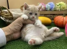 スコティッシュフォールド(立ち耳)【兵庫県・男の子・2020年8月14日・クリームタビー】の写真3