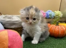 スコティッシュフォールド(折れ耳)【兵庫県・女の子・2020年5月31日・ダイリュートキャリコ】の写真3