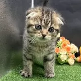 スコティッシュフォールド(折れ耳)【兵庫県・女の子・2024年3月2日・ブラウンタビー】の写真4