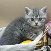 スコティッシュフォールド(立ち耳)【兵庫県・女の子・2024年3月2日・ブルータビー】の写真4