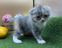 スコティッシュフォールド(折れ耳)【兵庫県・女の子・2020年11月3日・ダイリュートキャリコ】の写真4「12/6撮影」