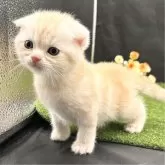 スコティッシュフォールド(折れ耳)【兵庫県・男の子・2024年10月2日・クリームタビー】の写真4