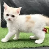 スコティッシュフォールド(立ち耳)【兵庫県・女の子・2024年6月3日・クリームタビー&ホワイト】の写真4