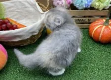 スコティッシュフォールド(折れ耳)【兵庫県・女の子・2020年11月3日・ダイリュートキャリコ】の写真5「12/6撮影」