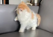 スコティッシュフォールド(立ち耳)【兵庫県・男の子・2020年10月25日・レッドタビー&ホワイト】の写真5「1/6撮影」