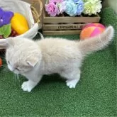 スコティッシュフォールド(立ち耳)【兵庫県・女の子・2024年2月2日・クリームタビー&ホワイト】の写真5