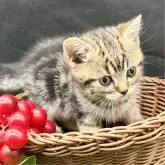 スコティッシュフォールド(立ち耳)【兵庫県・男の子・2024年8月13日・ブラウンタビー】の写真5