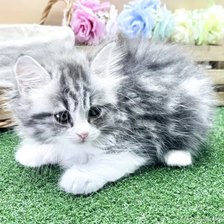 ID：2507-02938の子猫