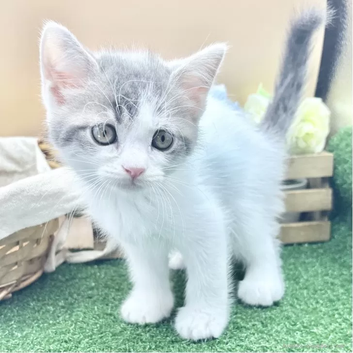 スコティッシュフォールド(立ち耳)【兵庫県・男の子・2025年7月30日・ブルータビー&amp;ホワイト】の写真1