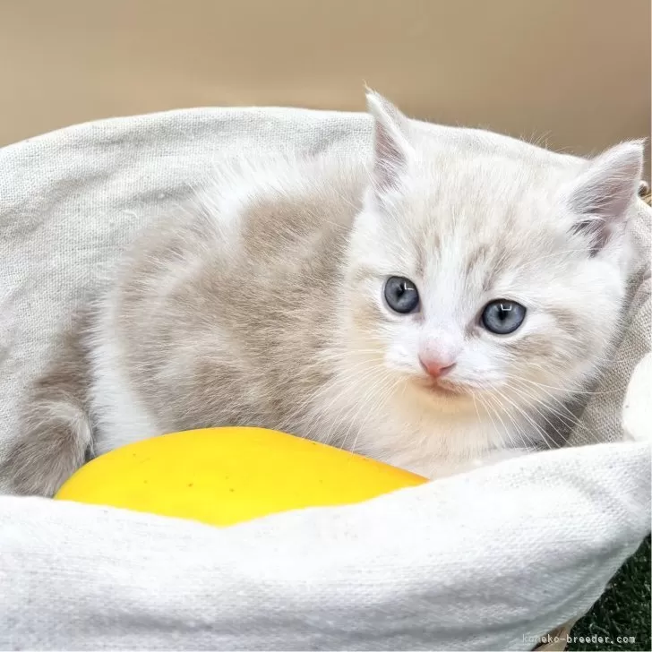 ID：2502-01865の子猫