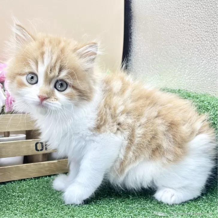 ID:2508-00220の子猫